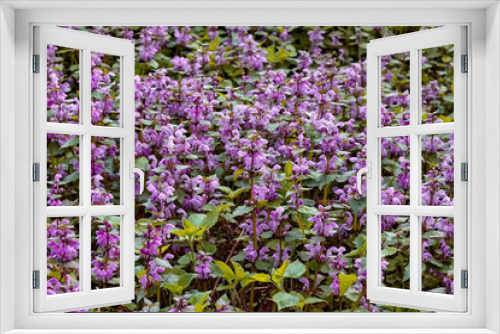 Fototapeta Naklejka Na Ścianę Okno 3D - Blossoming flowers of lamium purpureum or red dead-nettle or purple dead-nettle or purple archangel