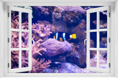 Fototapeta Naklejka Na Ścianę Okno 3D - Nemo Fishes in sea aquarium