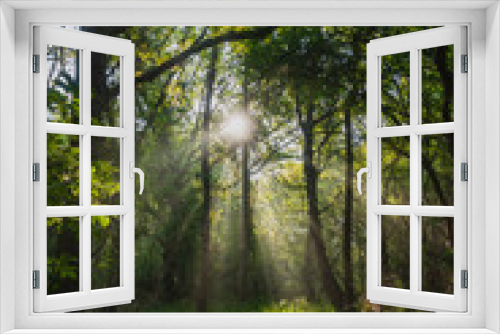 Fototapeta Naklejka Na Ścianę Okno 3D - Magical enchanted primeval forest with golden sun rays beams casting through oak trees during springtime, Quakjeswater, Rockanje, The Netherlands