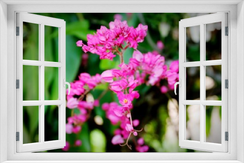 Fototapeta Naklejka Na Ścianę Okno 3D - Beautiful flower adorning the garden