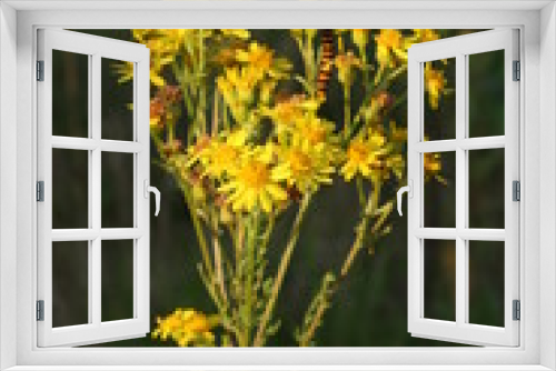 Fototapeta Naklejka Na Ścianę Okno 3D - caterpillar in yellow flower