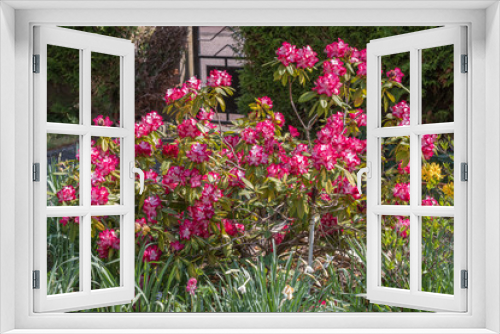Fototapeta Naklejka Na Ścianę Okno 3D - Rhododendron