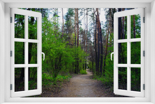 Fototapeta Naklejka Na Ścianę Okno 3D -  Spring forest, conifers and deciduous trees, roads.    selective focus                   