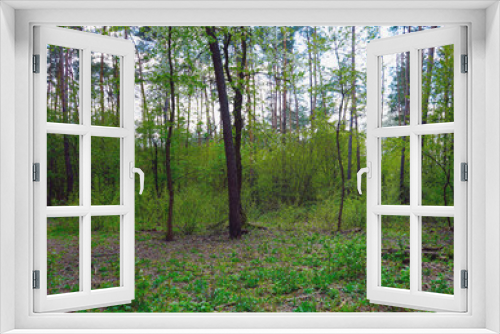 Fototapeta Naklejka Na Ścianę Okno 3D -  Spring forest, conifers and deciduous trees, roads.    selective focus                   
