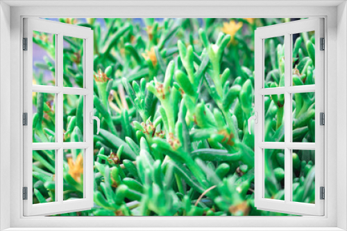 Fototapeta Naklejka Na Ścianę Okno 3D - Succy 2