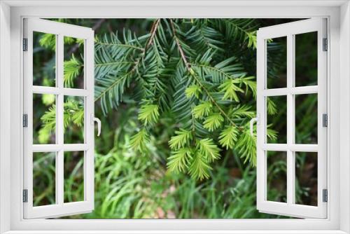 Fototapeta Naklejka Na Ścianę Okno 3D - Taxus cuspidata (Japanese yew) / Taxaceae evergreen coniferous tree