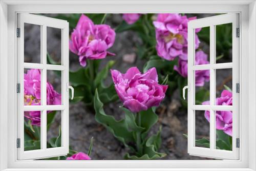 Fototapeta Naklejka Na Ścianę Okno 3D - Flowerbed of purple tulips in the park. Detailed view