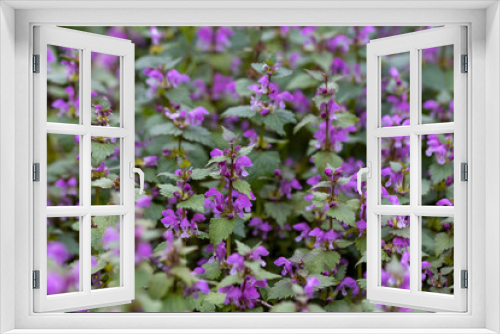 Fototapeta Naklejka Na Ścianę Okno 3D - Violet forest flowers in spring. Close-up.