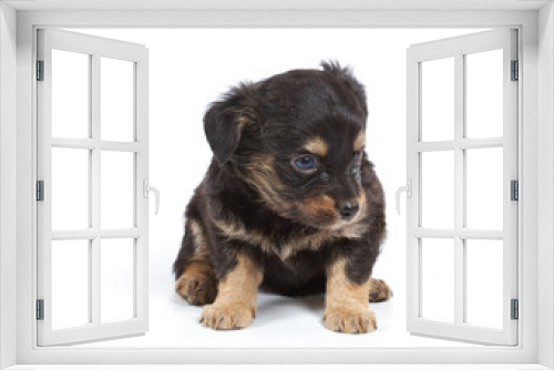 Fototapeta Naklejka Na Ścianę Okno 3D - Chihuahua puppy in studio