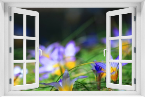 Fototapeta Naklejka Na Ścianę Okno 3D - belleza silvestre