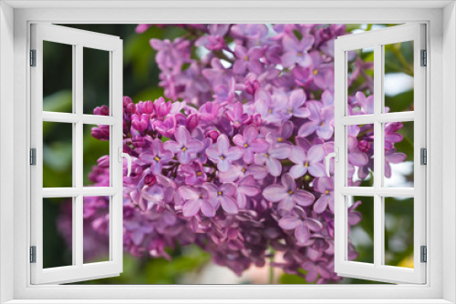 Fototapeta Naklejka Na Ścianę Okno 3D - Lilac flowers spring blooming scene. Blossom lilac flowers in spring. Spring lilac flowers blooming. Spring lilac bush blooming