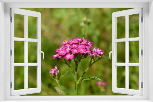 Fototapeta Naklejka Na Ścianę Okno 3D - różowy kwiat
