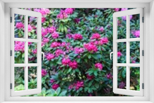 Fototapeta Naklejka Na Ścianę Okno 3D - Blossom rhododendrons in the botanical garden 