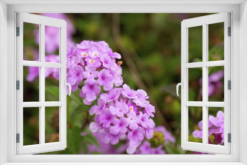 Fototapeta Naklejka Na Ścianę Okno 3D -  little purple flowers