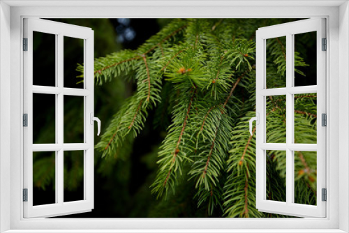 Fototapeta Naklejka Na Ścianę Okno 3D - green fir branch, nature background