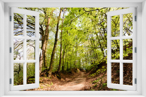 Fototapeta Naklejka Na Ścianę Okno 3D - Panorama of a beautiful and peaceful outdoor morning scene with sunshine forest trees in a wild wood nature. Green forest in spring with bright sun shining through , near Weinheim in Germany, Europe