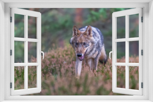 Fototapeta Naklejka Na Ścianę Okno 3D - Lone wolf running in autumn forest Czech Republic