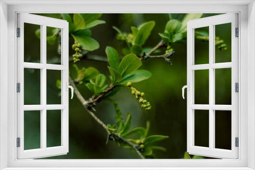 Fototapeta Naklejka Na Ścianę Okno 3D - Liście drzew na zielonym tle