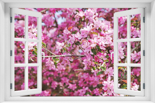 Fototapeta Naklejka Na Ścianę Okno 3D - Kwitnące wiśnie w mieście w parku