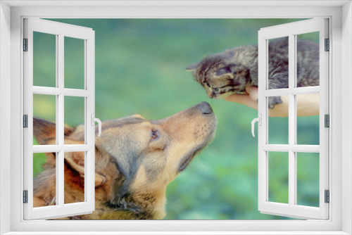 Fototapeta Naklejka Na Ścianę Okno 3D - kitten and dog