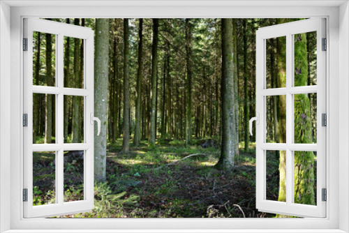 Fototapeta Naklejka Na Ścianę Okno 3D - Der sommer im Schwarzwald