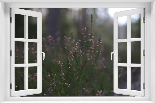 Fototapeta Naklejka Na Ścianę Okno 3D - morning dew on a meadow