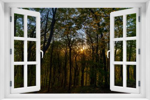 Fototapeta Naklejka Na Ścianę Okno 3D - Sunbeams in Forrest