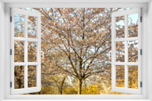 Fototapeta Naklejka Na Ścianę Okno 3D - Sakura tree on a background of blue sky and green park