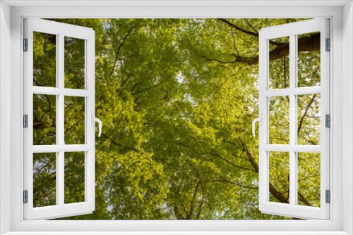 Fototapeta Naklejka Na Ścianę Okno 3D - Baumkronen im Wald