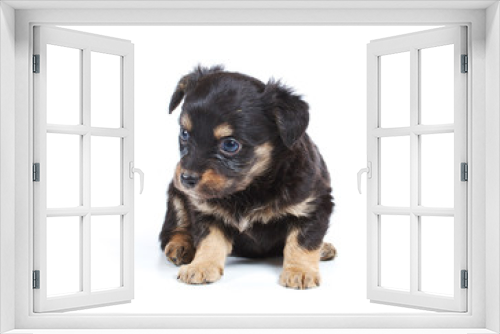 Fototapeta Naklejka Na Ścianę Okno 3D - Chihuahua puppy in studio