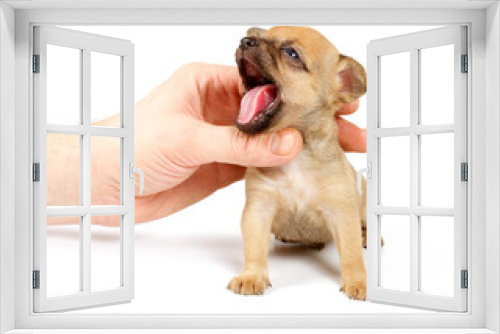 Fototapeta Naklejka Na Ścianę Okno 3D - Funny puppy Chihuahua poses