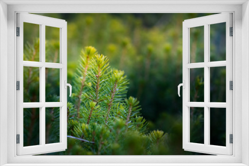 Fototapeta Naklejka Na Ścianę Okno 3D - spruce plantation with blurry background