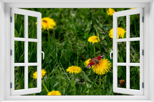 Fototapeta Naklejka Na Ścianę Okno 3D - Butterfly on yellow dandelions in green meadow