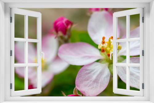 Fototapeta Naklejka Na Ścianę Okno 3D - Beautiful apple flower closup blooming detail. Spring season