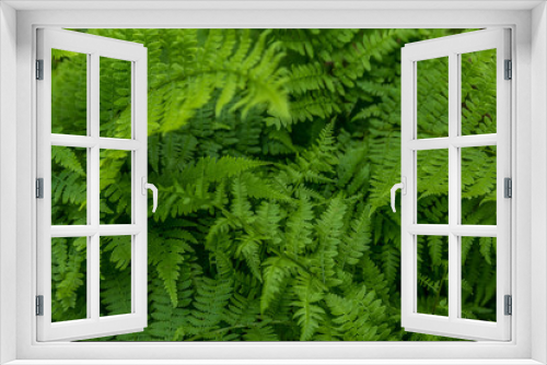 Fototapeta Naklejka Na Ścianę Okno 3D - Green lush fern closeup
