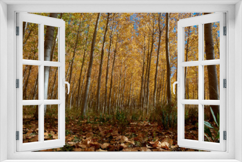 Fototapeta Naklejka Na Ścianę Okno 3D - an elm forest