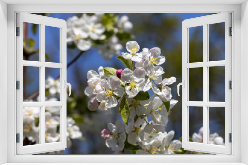 Fototapeta Naklejka Na Ścianę Okno 3D - White flowers of apple tree. Detailed view.