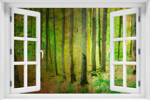 Fototapeta Naklejka Na Ścianę Okno 3D - textured picture of a beech forest