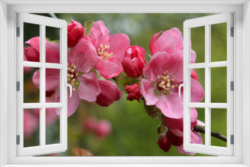 Fototapeta Naklejka Na Ścianę Okno 3D - Spring Apple blossom