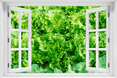 Fototapeta Naklejka Na Ścianę Okno 3D - Top view of fresh green iceberg lettuce growth in vegetable garden