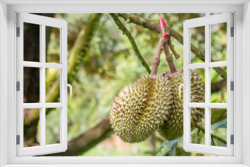 Fototapeta Naklejka Na Ścianę Okno 3D - Monthong durian waiting for harvest on the tree in the farmer's garden is thailand's most famous fruit.