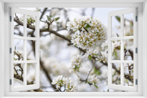 Fototapeta Naklejka Na Ścianę Okno 3D - blooming cherry tree in spring