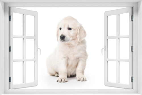 Fototapeta Naklejka Na Ścianę Okno 3D - Golden retriever puppy sitting isolated