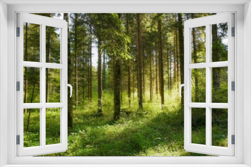 Fototapeta Naklejka Na Ścianę Okno 3D - springtime in the forest