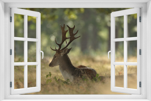 Fototapeta Naklejka Na Ścianę Okno 3D - Fallow deer dama dama in autumn colours