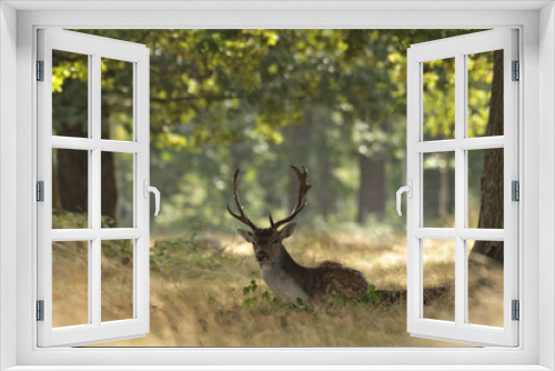 Fototapeta Naklejka Na Ścianę Okno 3D - Fallow deer dama dama in autumn colours