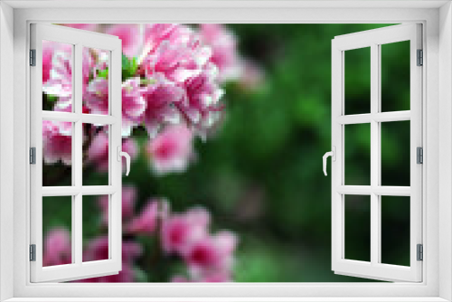 Fototapeta Naklejka Na Ścianę Okno 3D - 奥多摩のツツジの花
