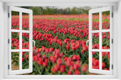 Fototapeta Naklejka Na Ścianę Okno 3D - Beautiful Red Tulips Blooming on Field Agriculture