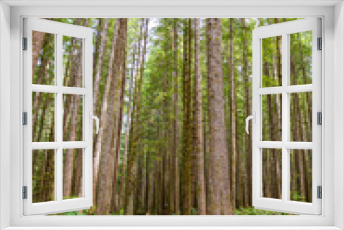 Fototapeta Naklejka Na Ścianę Okno 3D - Canadian forest on Vancouver Island Canada