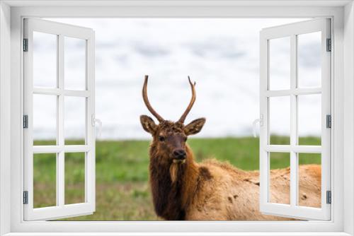 Fototapeta Naklejka Na Ścianę Okno 3D - Elk at the Coast